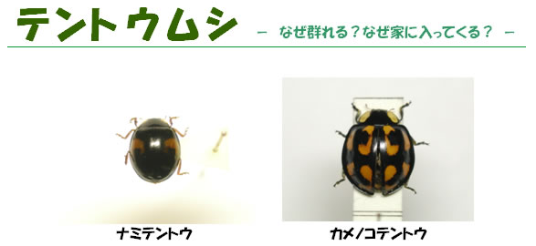 帝装化成 カメムシ テントウムシでお困りの方に